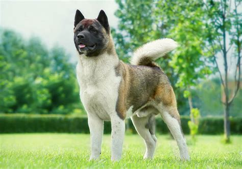 Pure breed American Akita Puppies .